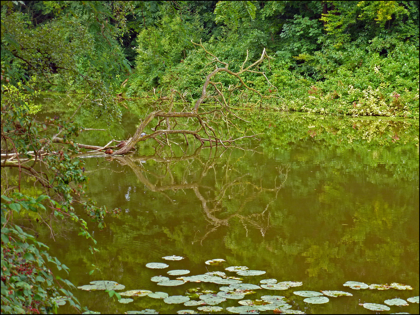 Teich in den Ruhrauen - Essen-Heisingen (2)