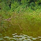 Teich in den Ruhrauen - Essen-Heisingen (2)