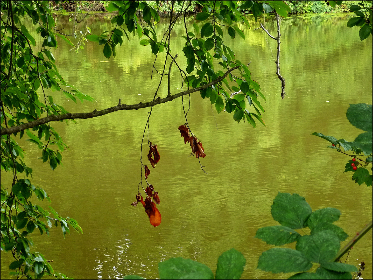 Teich in den Ruhrauen - Essen-Heisingen