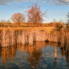 Teich in der Abendsonne