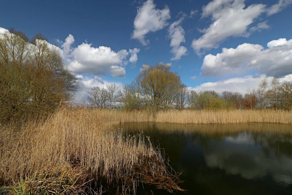 Teich in der Frühlingssonne Foto & Bild landschaften, bäume, wolken