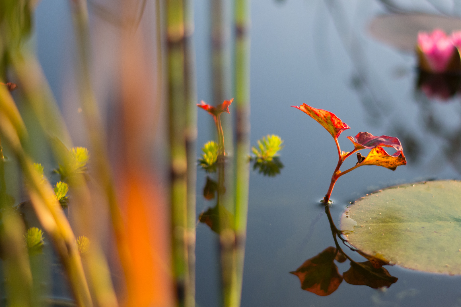 Teich in der Herbstsonne