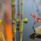 Teich in der Herbstsonne