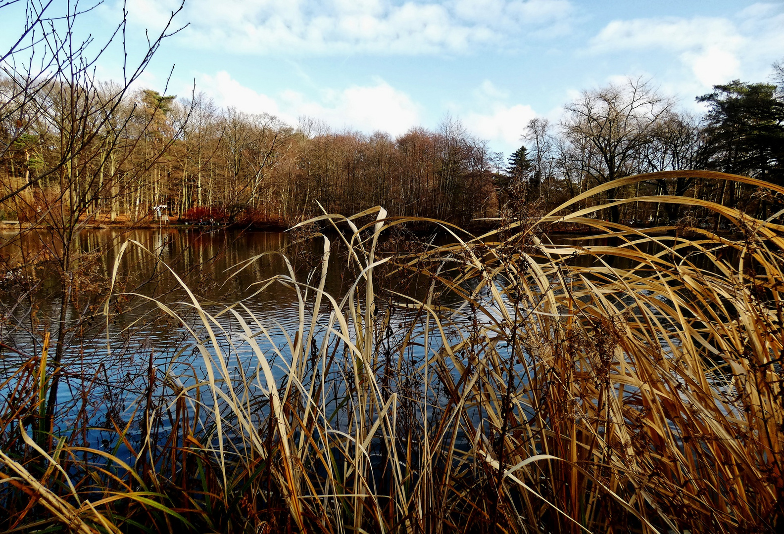 Teich in der Hildener Heide (2)