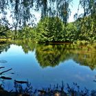 Teich in der Hildener Heide