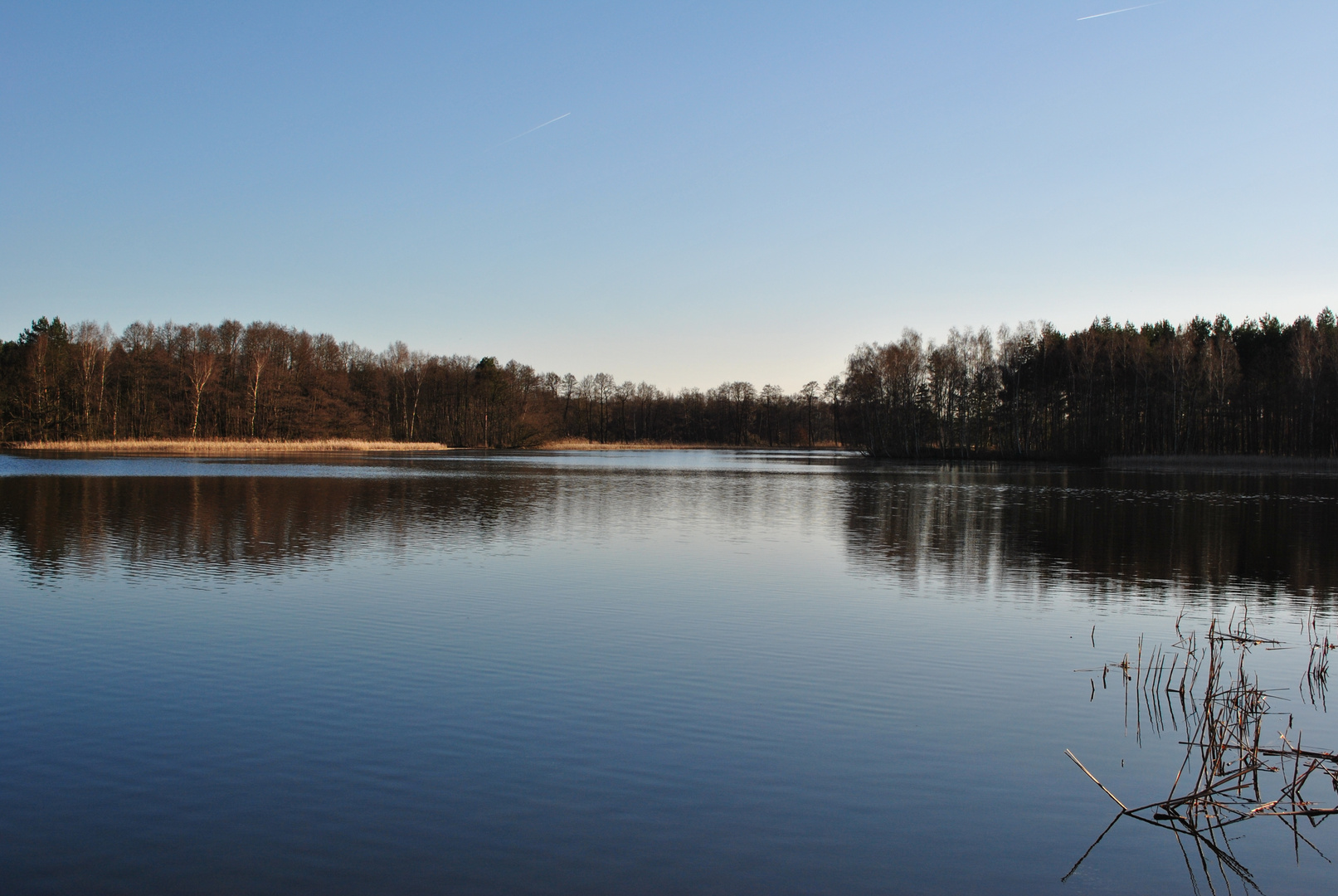 Teich in der Lausitzer Heide