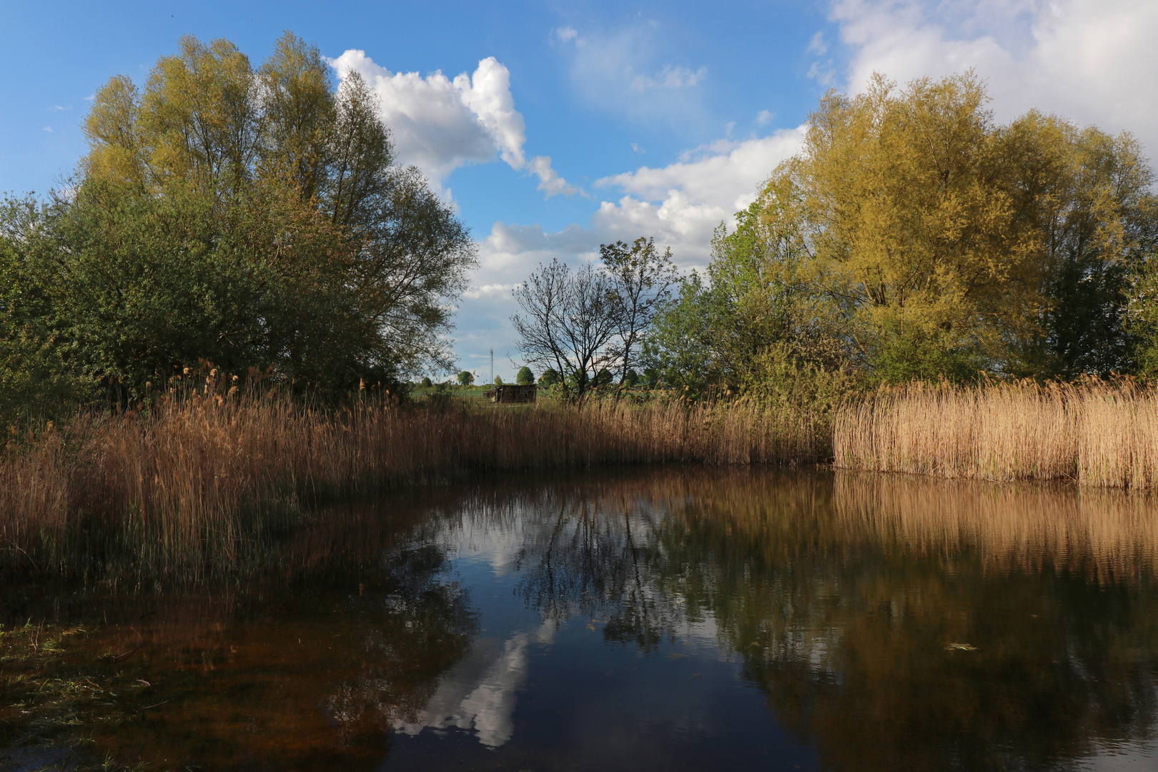 Teich in der Maisonne