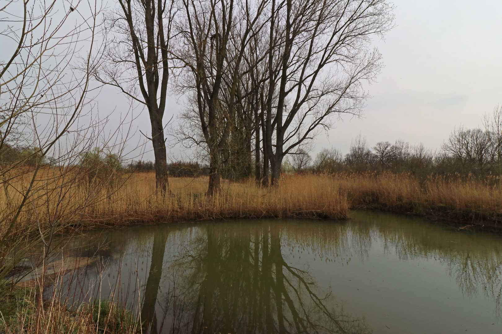 Teich in der Schunteraue