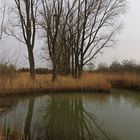 Teich in der Schunteraue