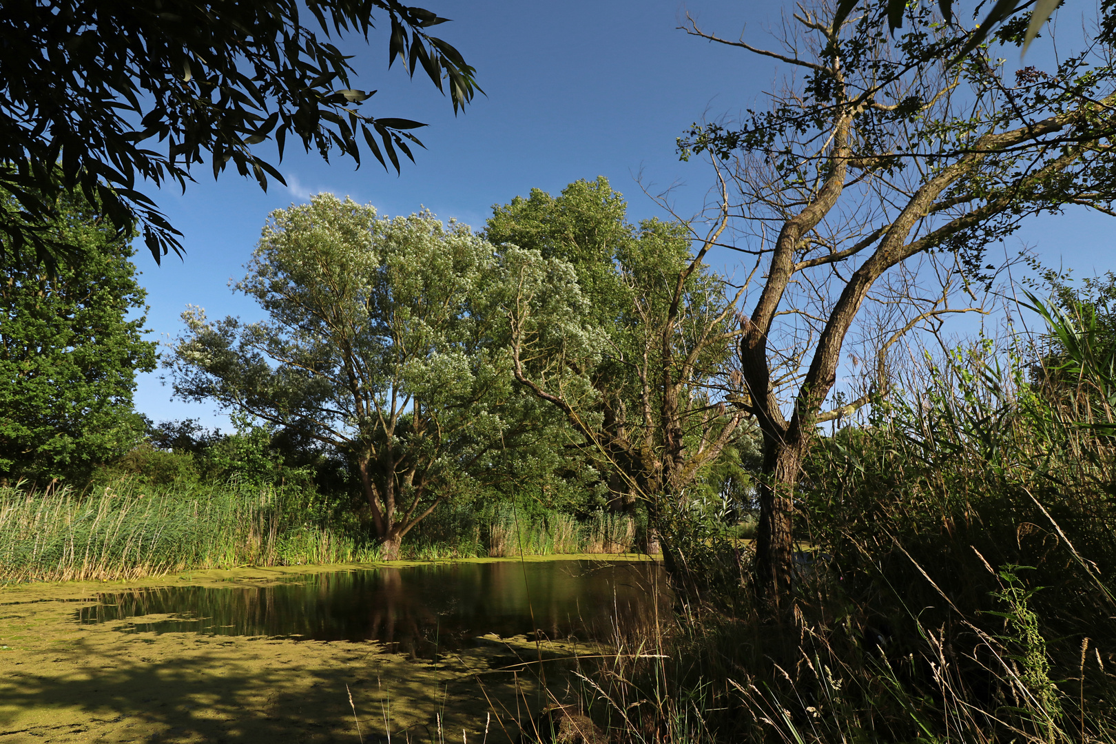 Teich in der Wildnis