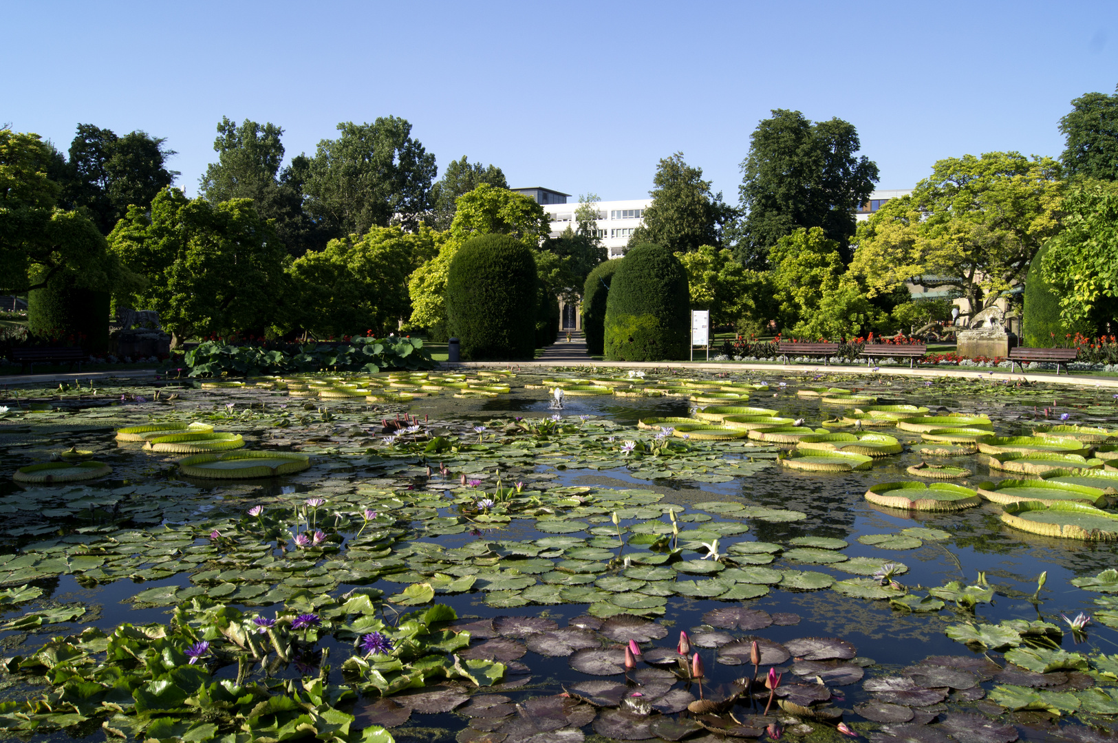 Teich in der Wilhelma