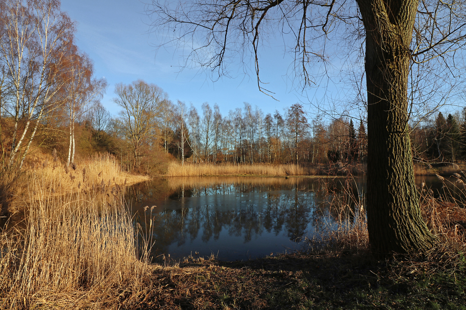 Teich in der Wintersonne