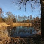 Teich in der Wintersonne