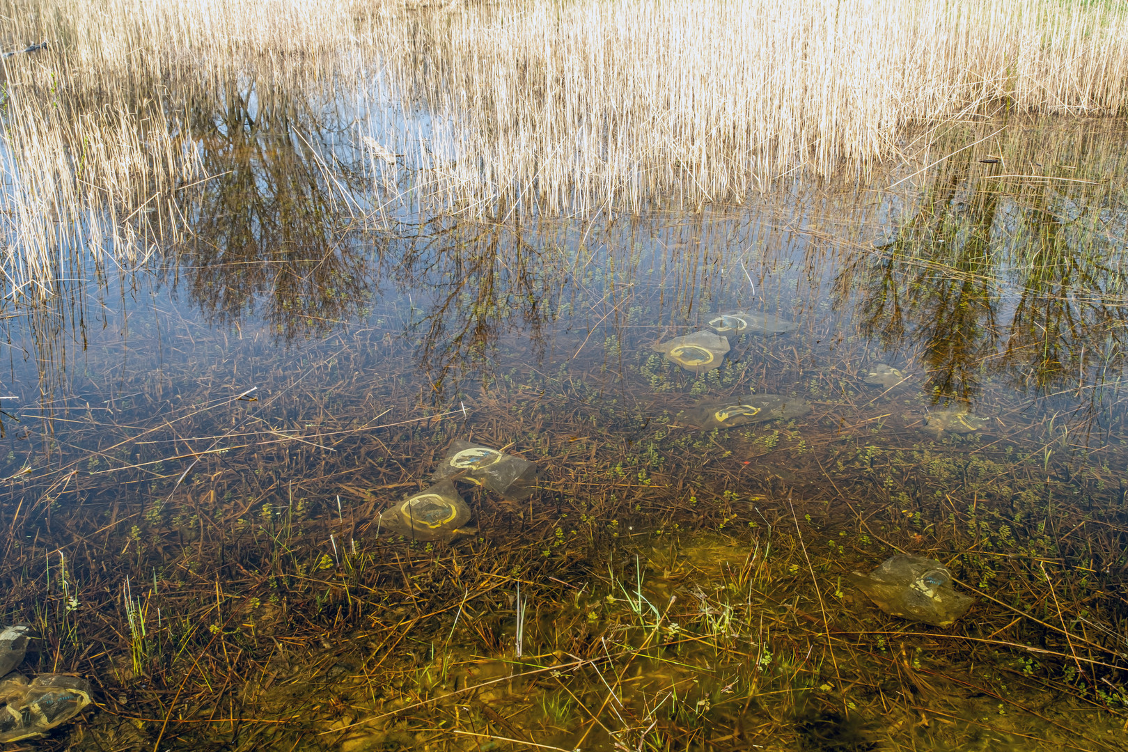 Teich in Eich