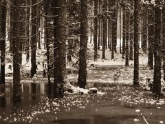 Teich in Hall bei Admont