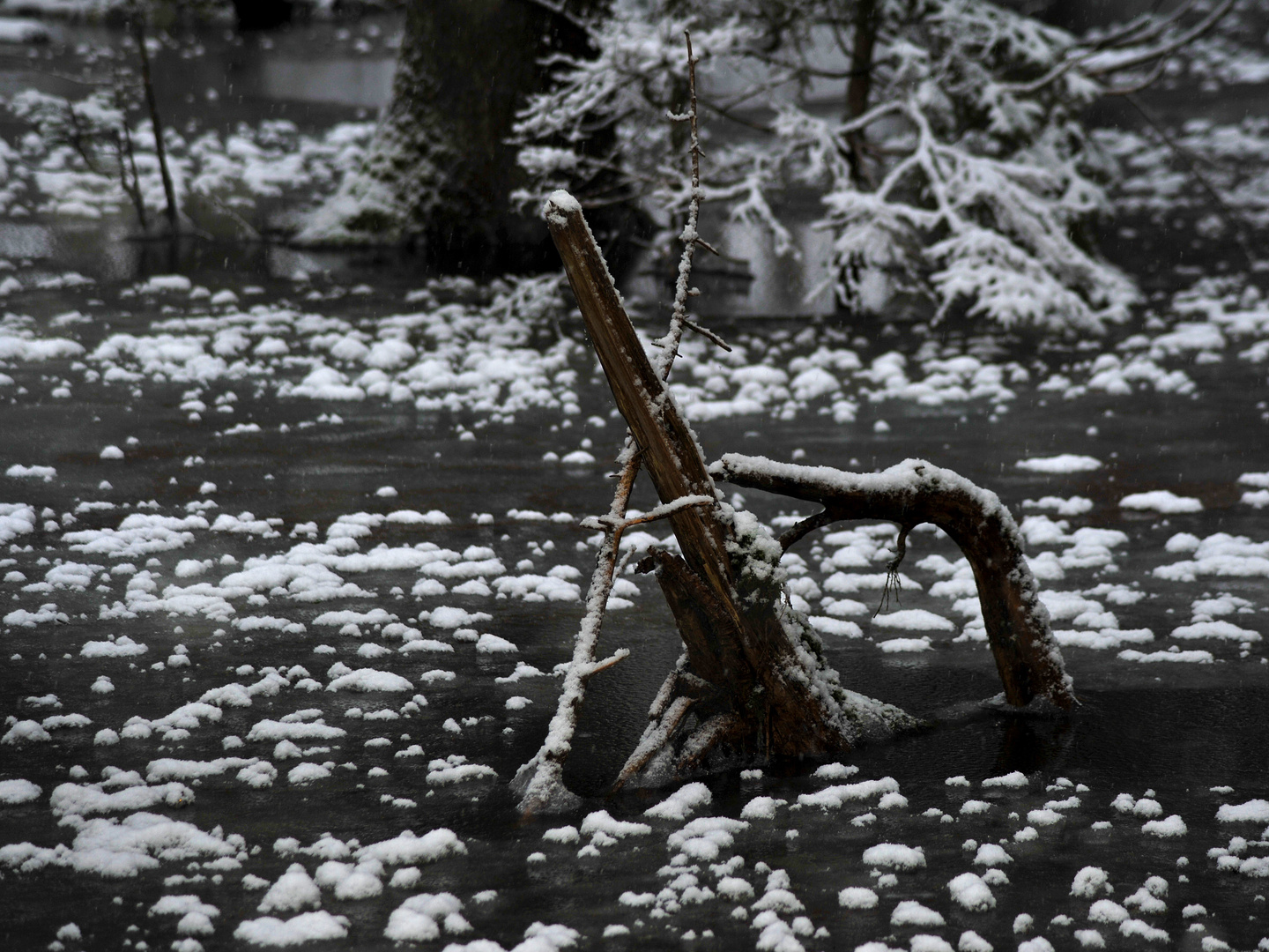 Teich in Hall mit Wurzel