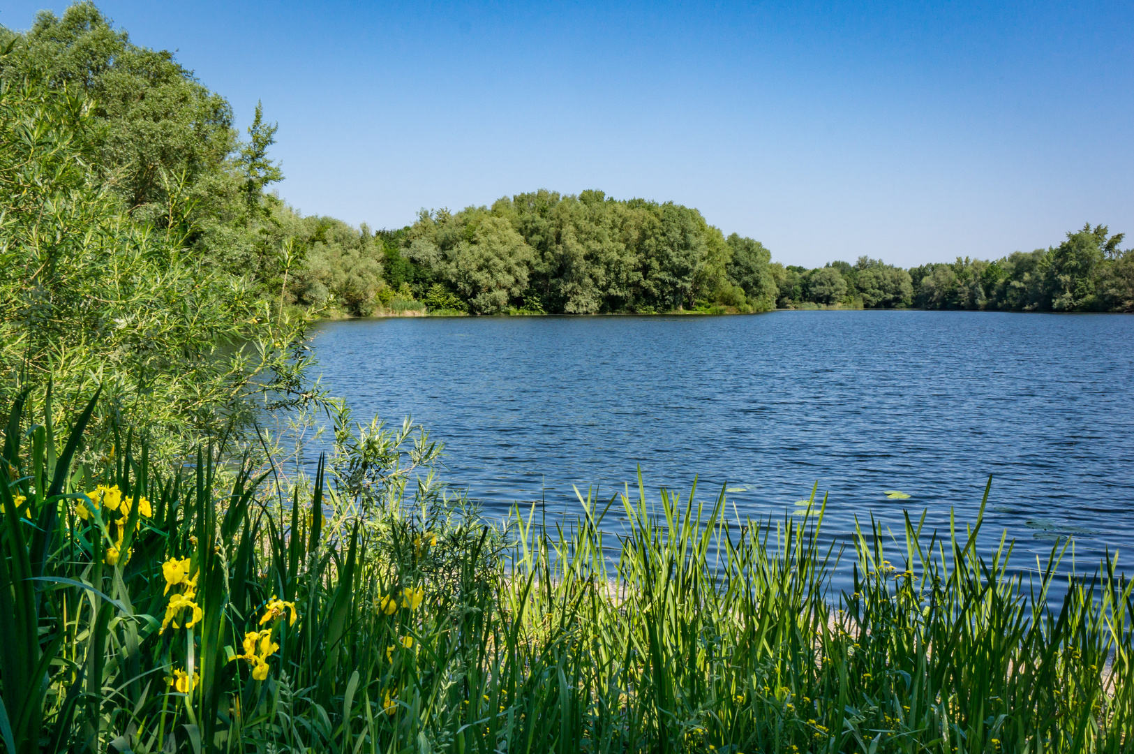 Teich in HannoverHemmingen II Foto & Bild wasser, teich, natur