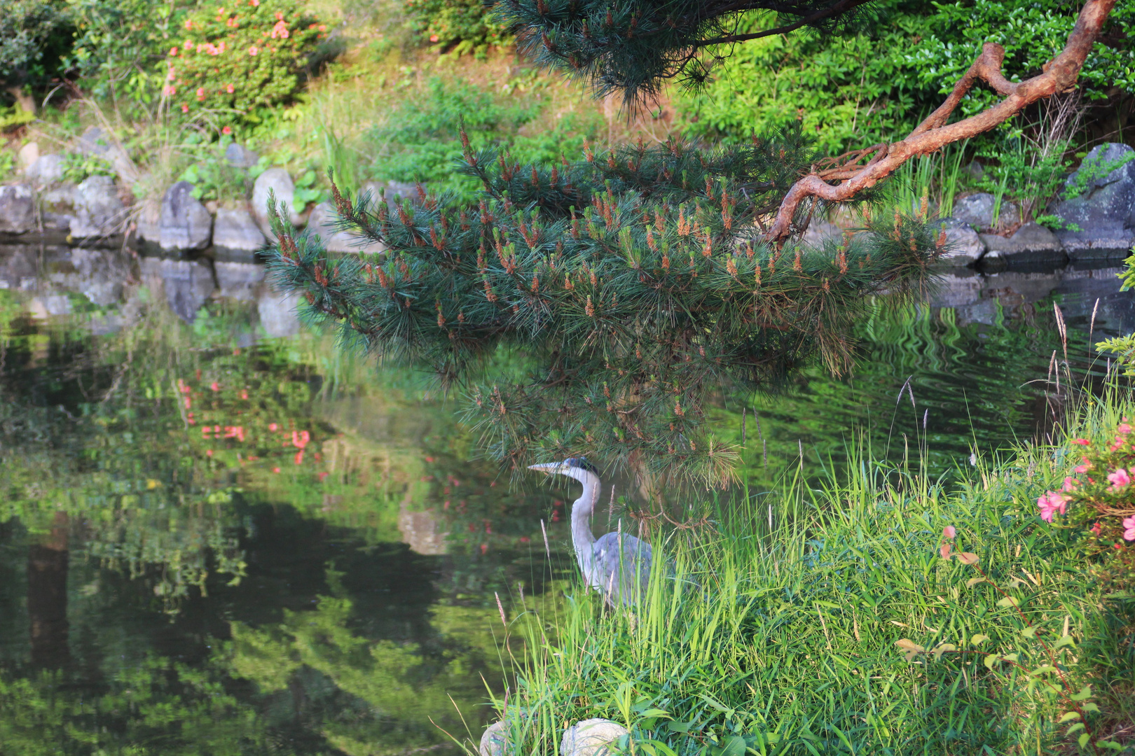 Teich in Kyoto