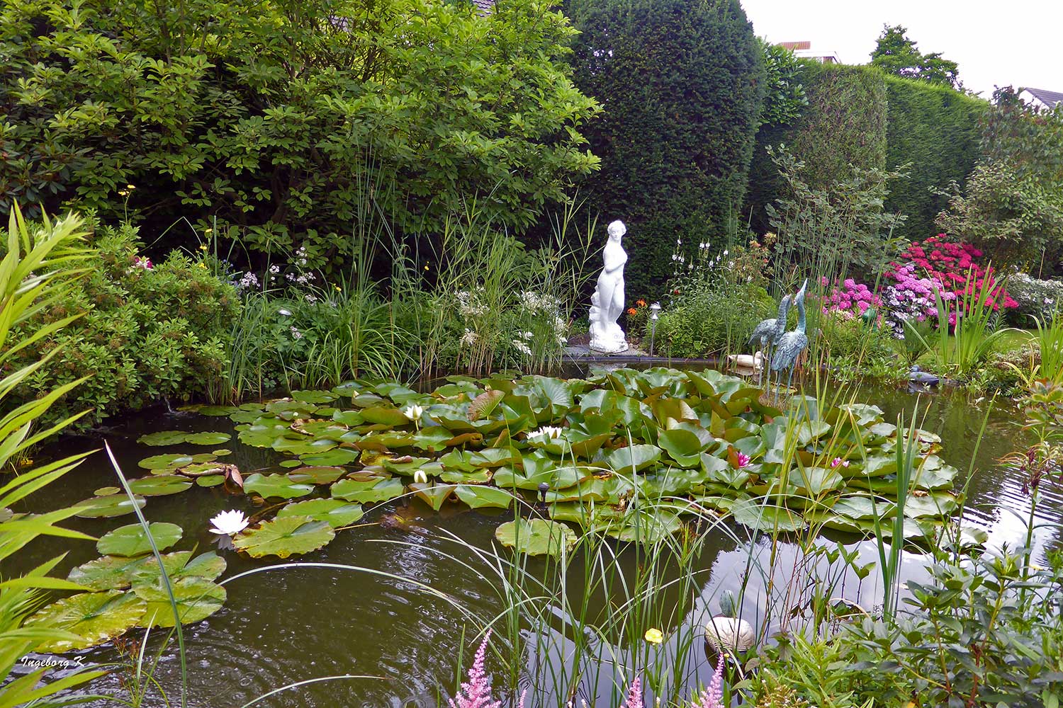 Teich in meinem Garten 