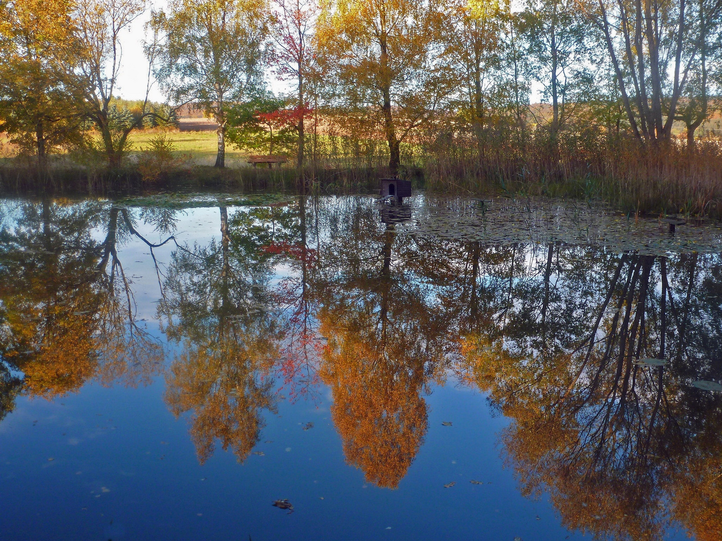 Teich in Schönhagen