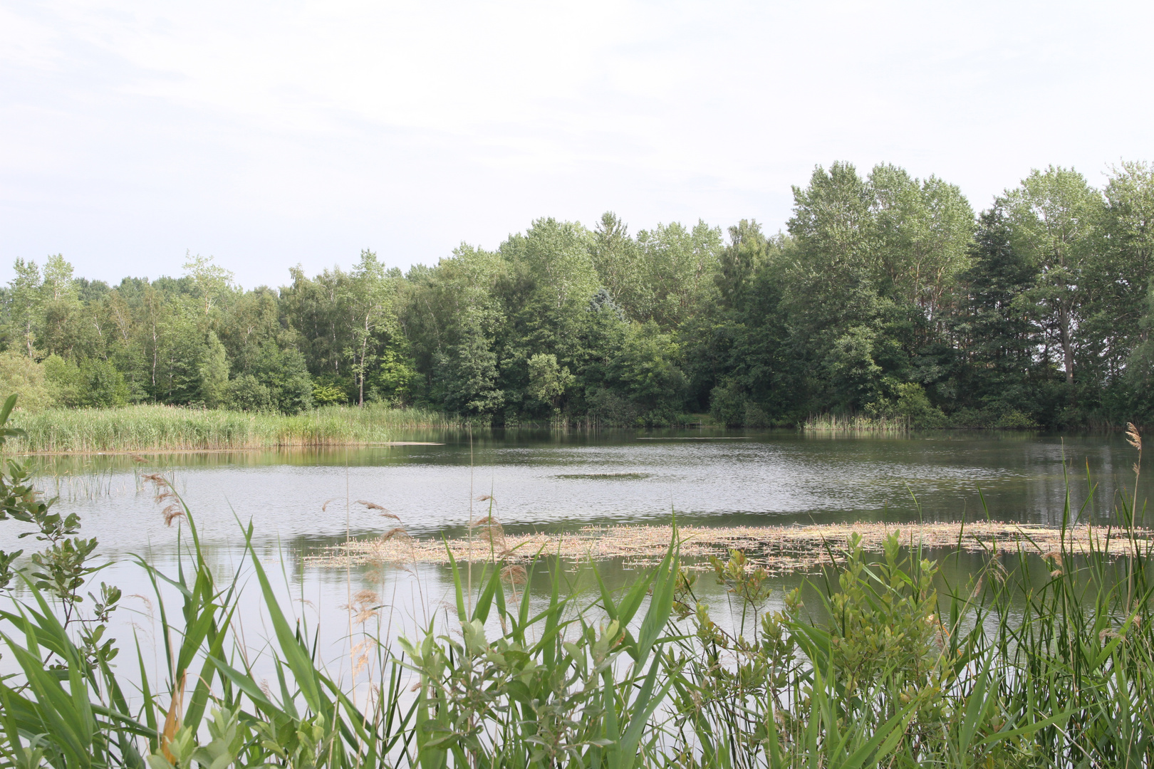 Teich in Vorpommern