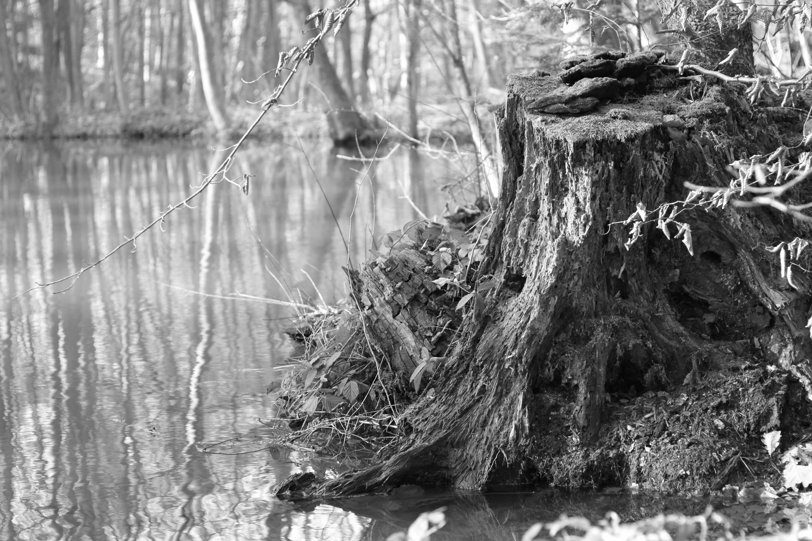 Teich in Wormersdorf