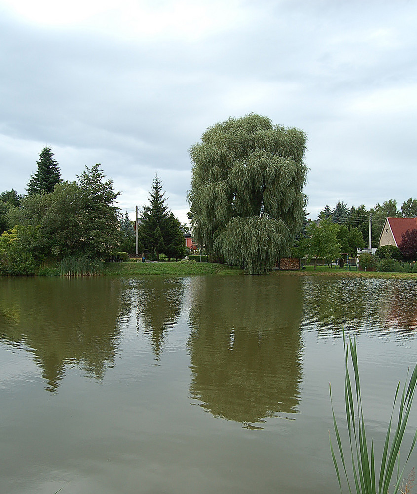 Teich Leppersdorf