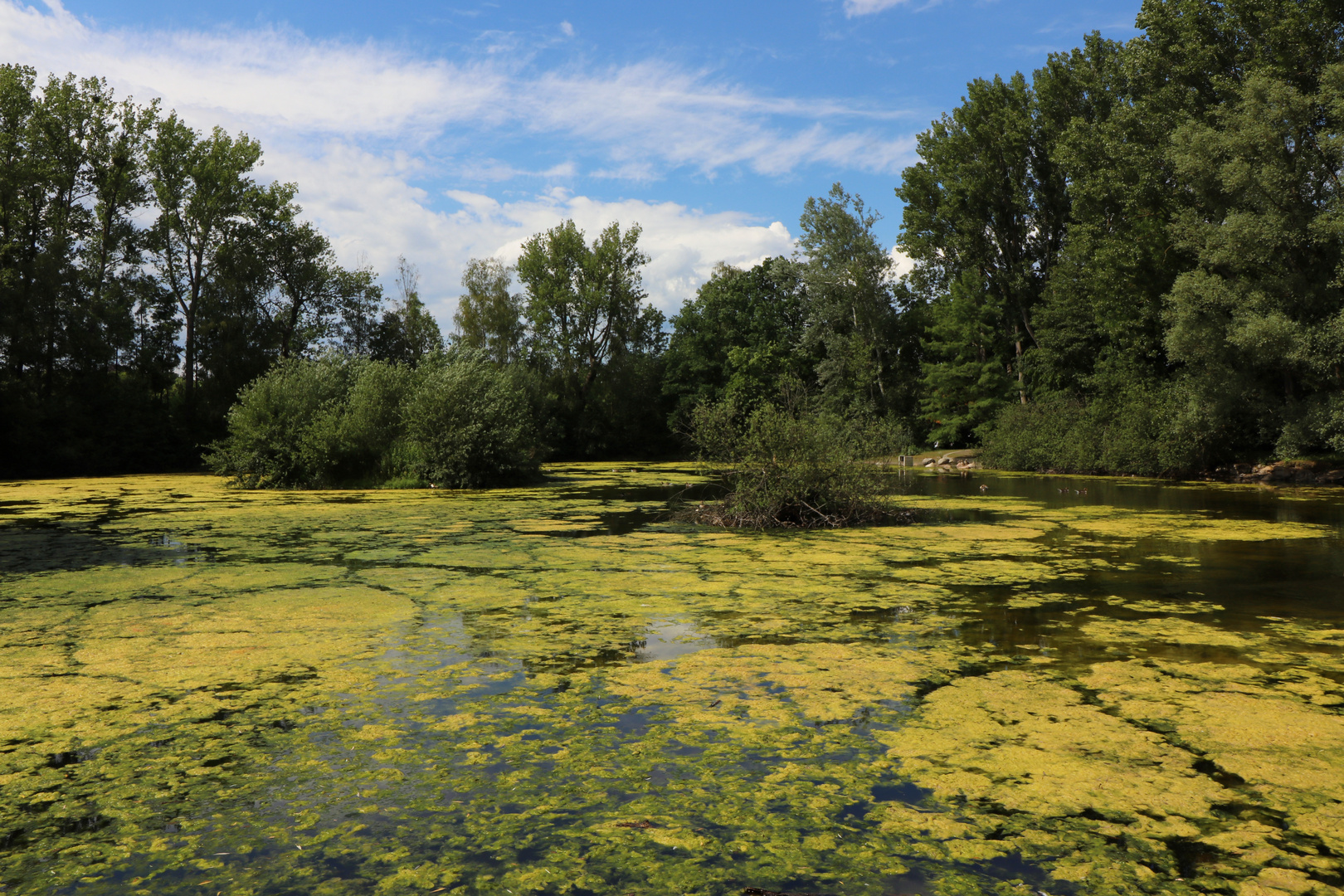 Teich mit Algenblüte