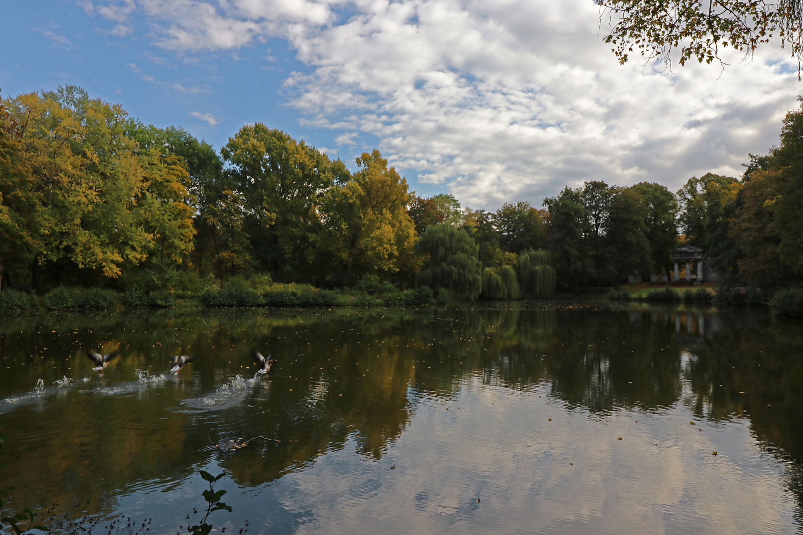 Teich mit auffliegenden Gänsen