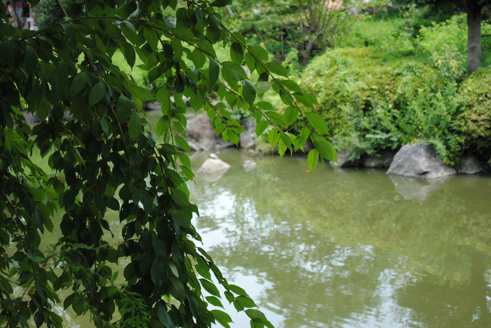 Teich mit Baum