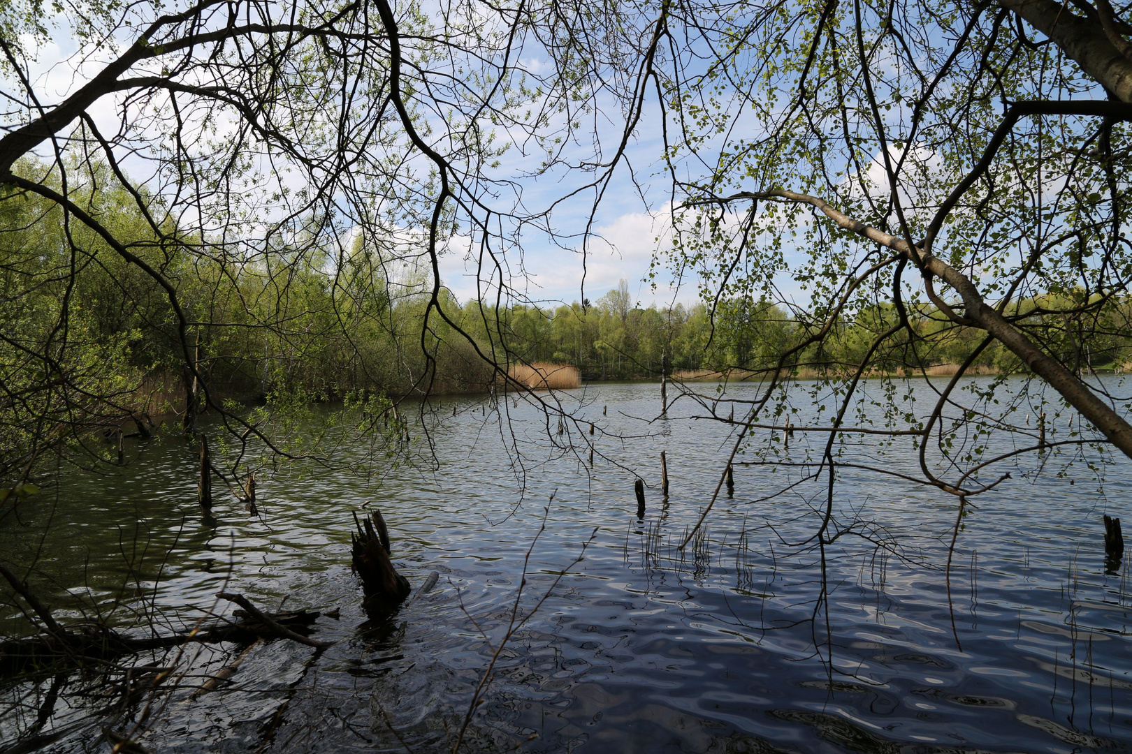 Teich mit Baum