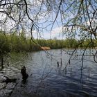 Teich mit Baum