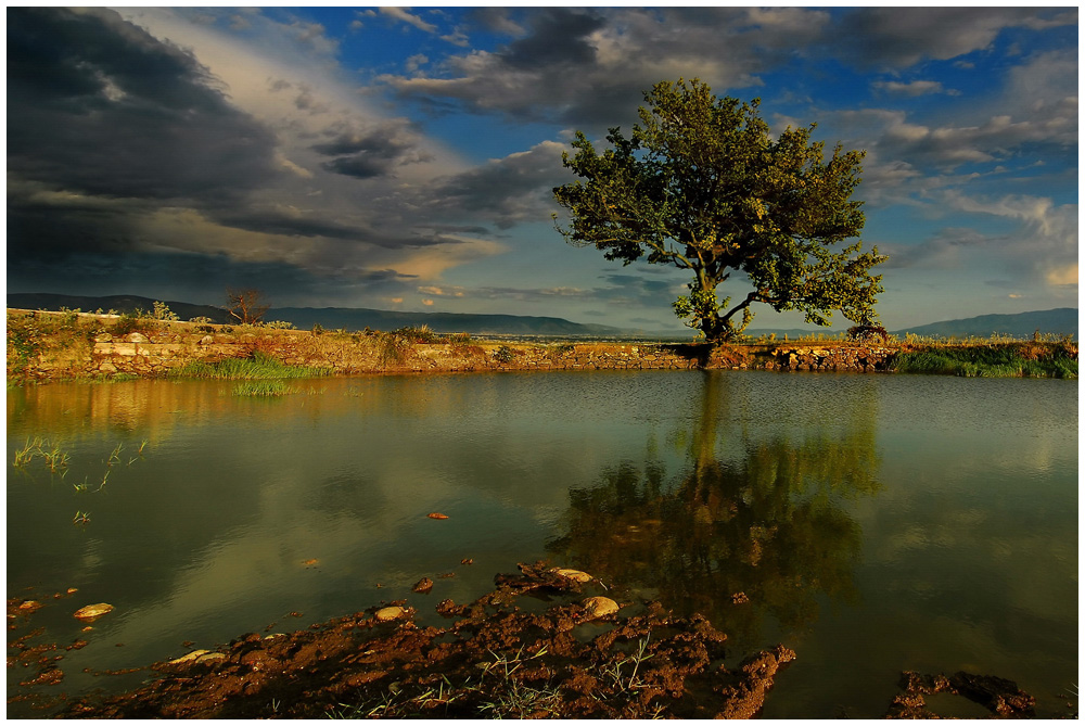 Teich mit Baum