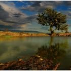 Teich mit Baum