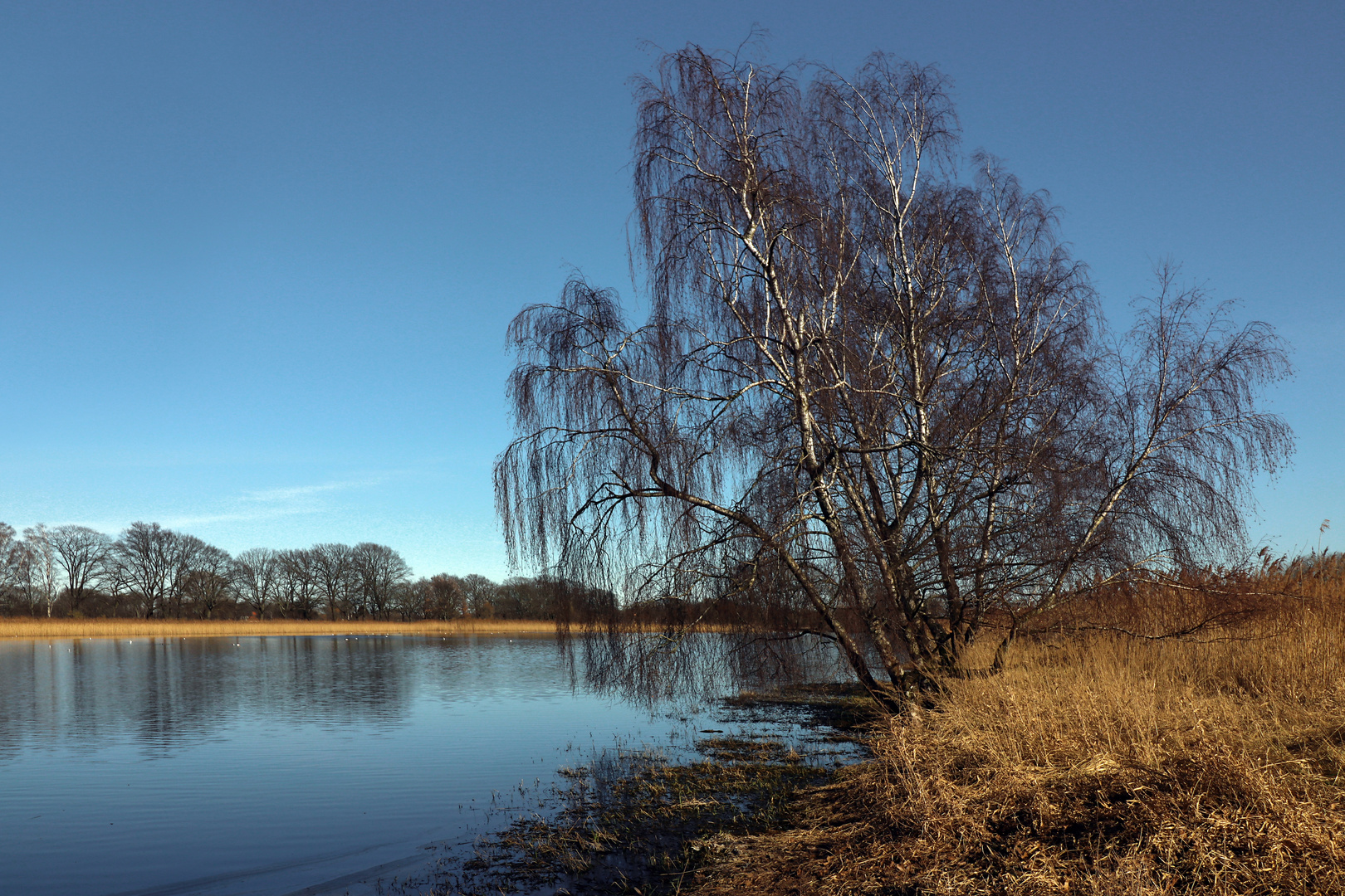 Teich mit Birkengruppe