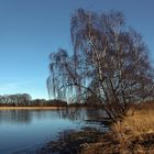 Teich mit Birkengruppe