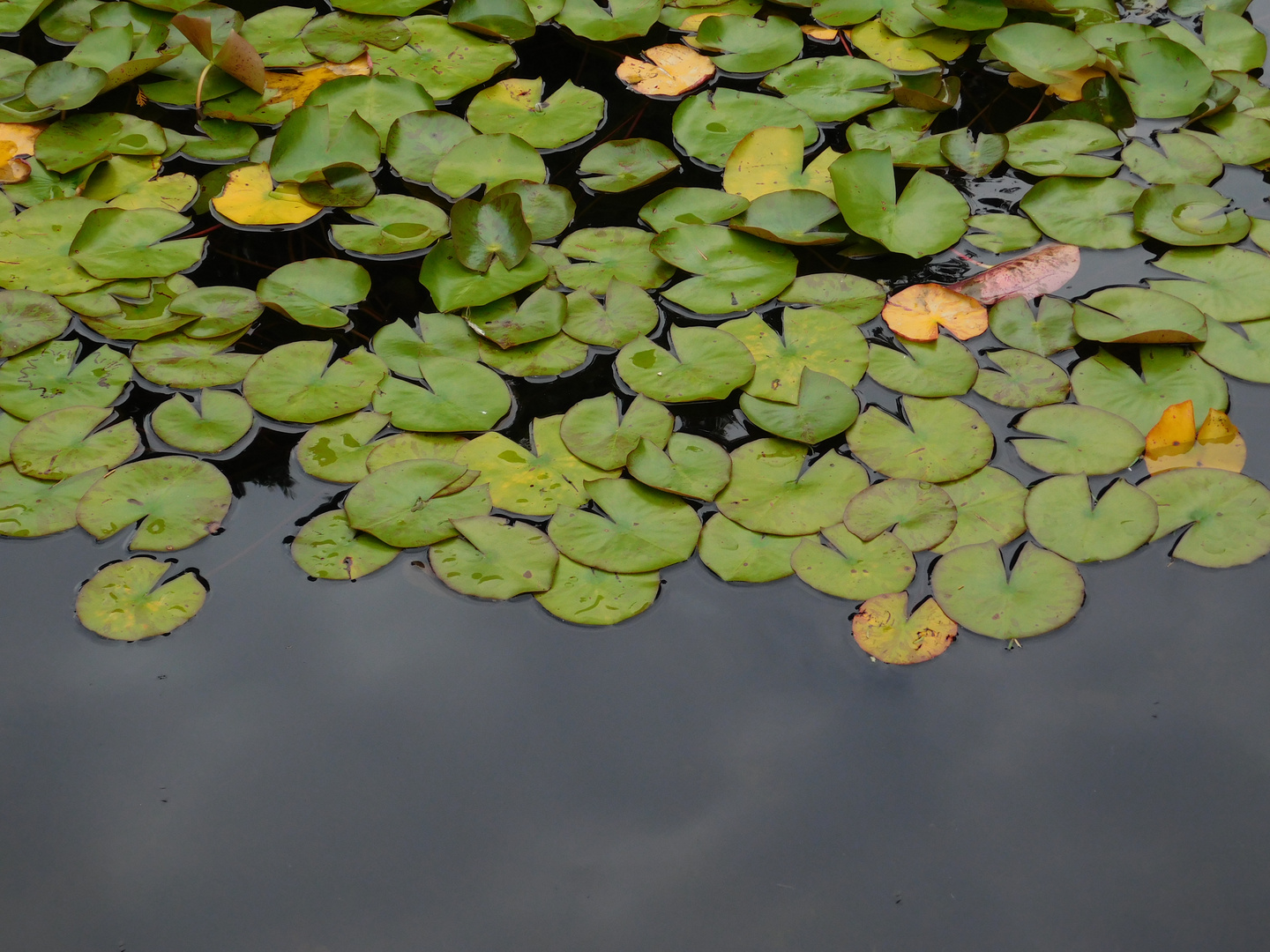 Teich mit Blättern