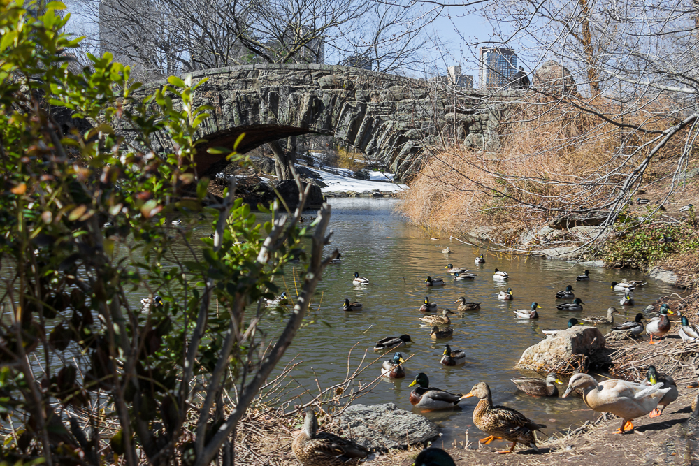 Teich mit Enten im Central Park