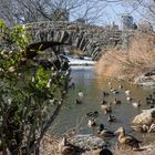 Teich mit Enten im Central Park