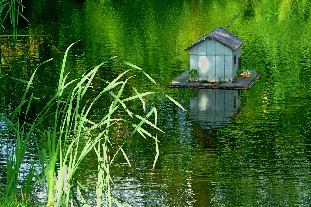 Teich mit Entenhaus