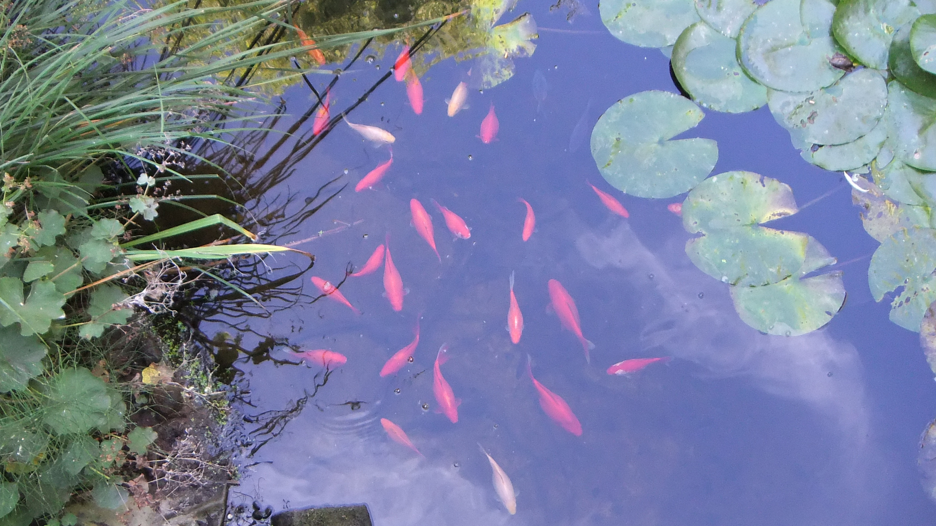 Teich mit Fische Foto & Bild tiere, wildlife, fische Bilder auf