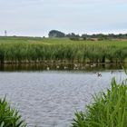 Teich mit Gänsen vor Amrumer Leuchtturm