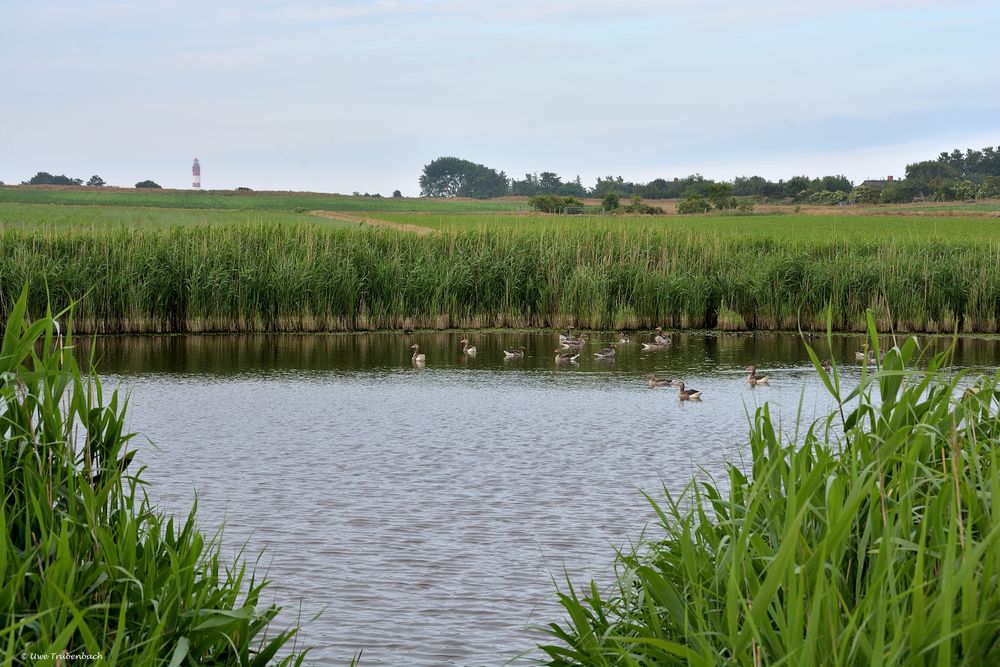 Teich mit Gänsen vor Amrumer Leuchtturm