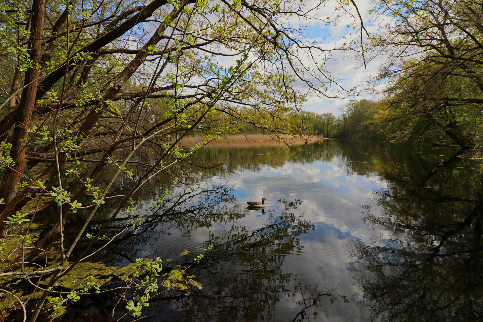 Teich mit Graugans