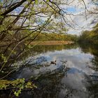 Teich mit Graugans