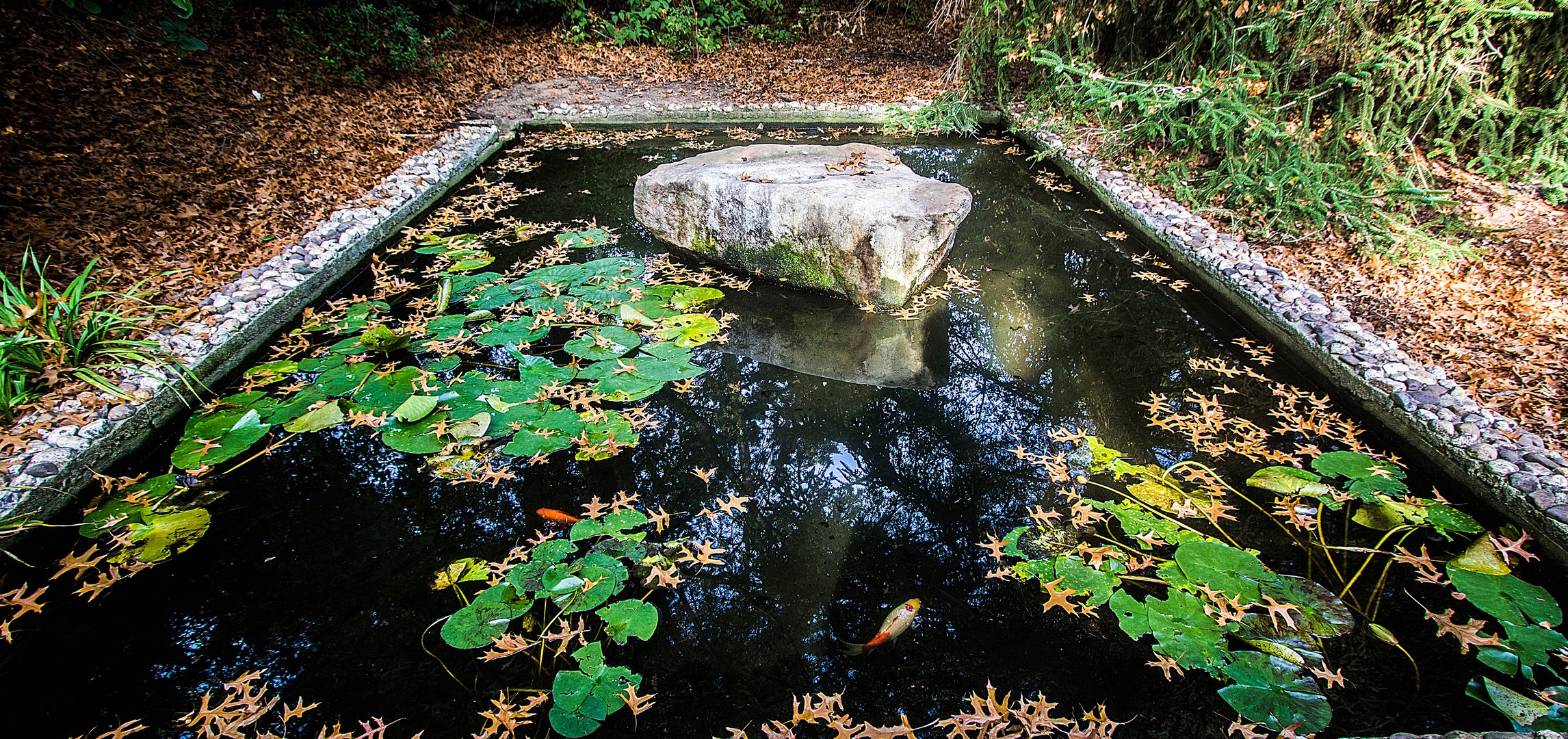 Teich mit Innenleben