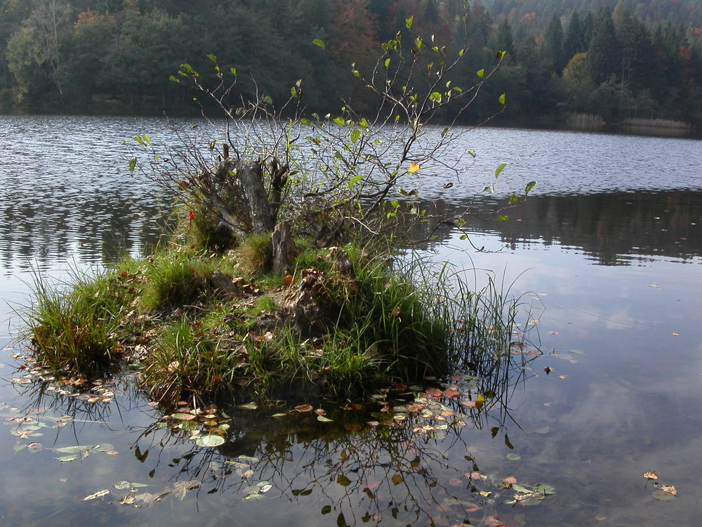 Teich mit Insel Foto & Bild landschaft, bach, fluss & see, see, teich
