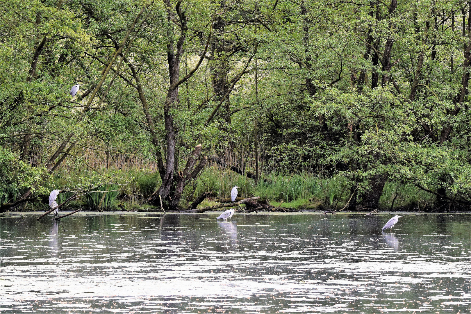 Teich mit Reihern