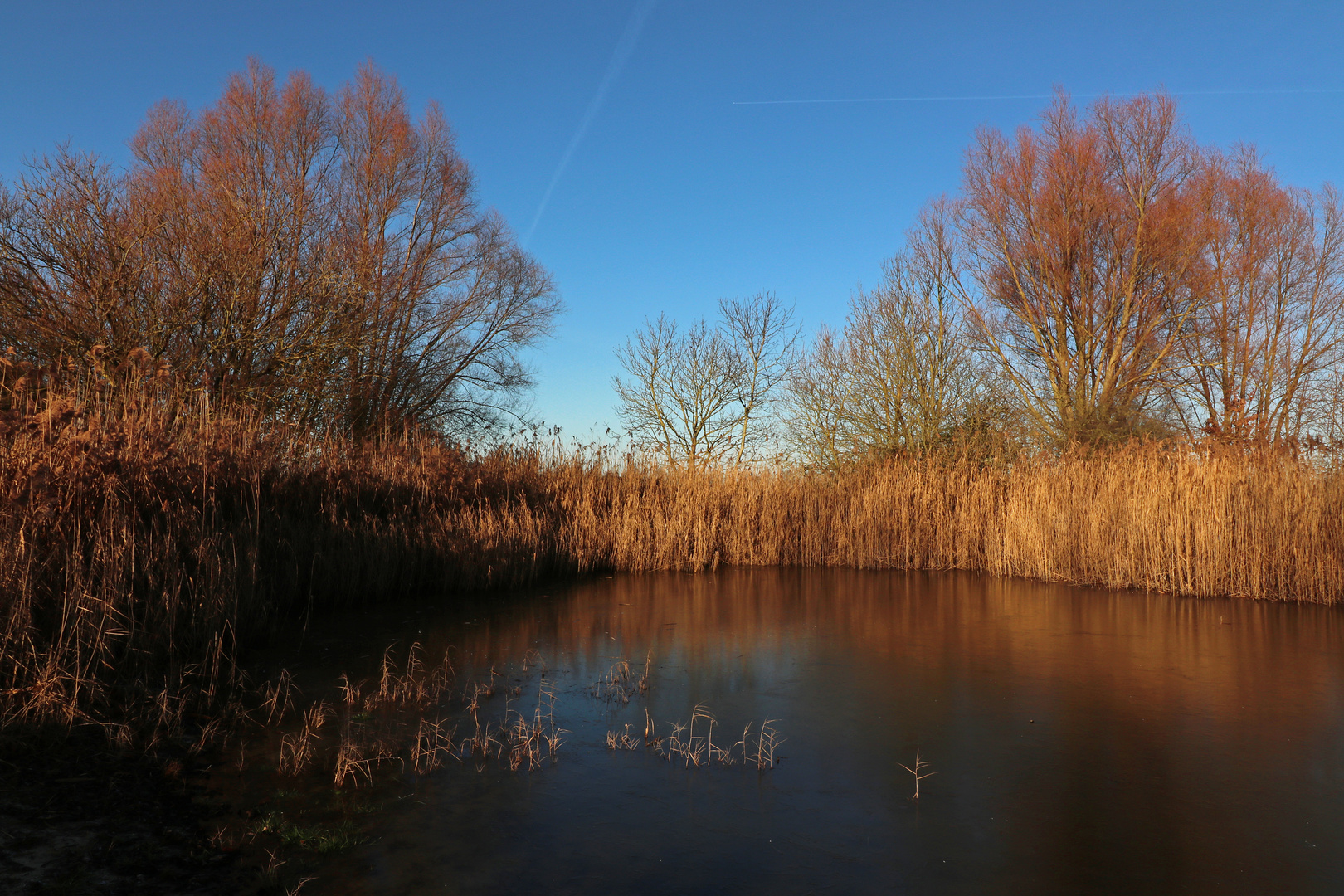 Teich mit Schilfsaum