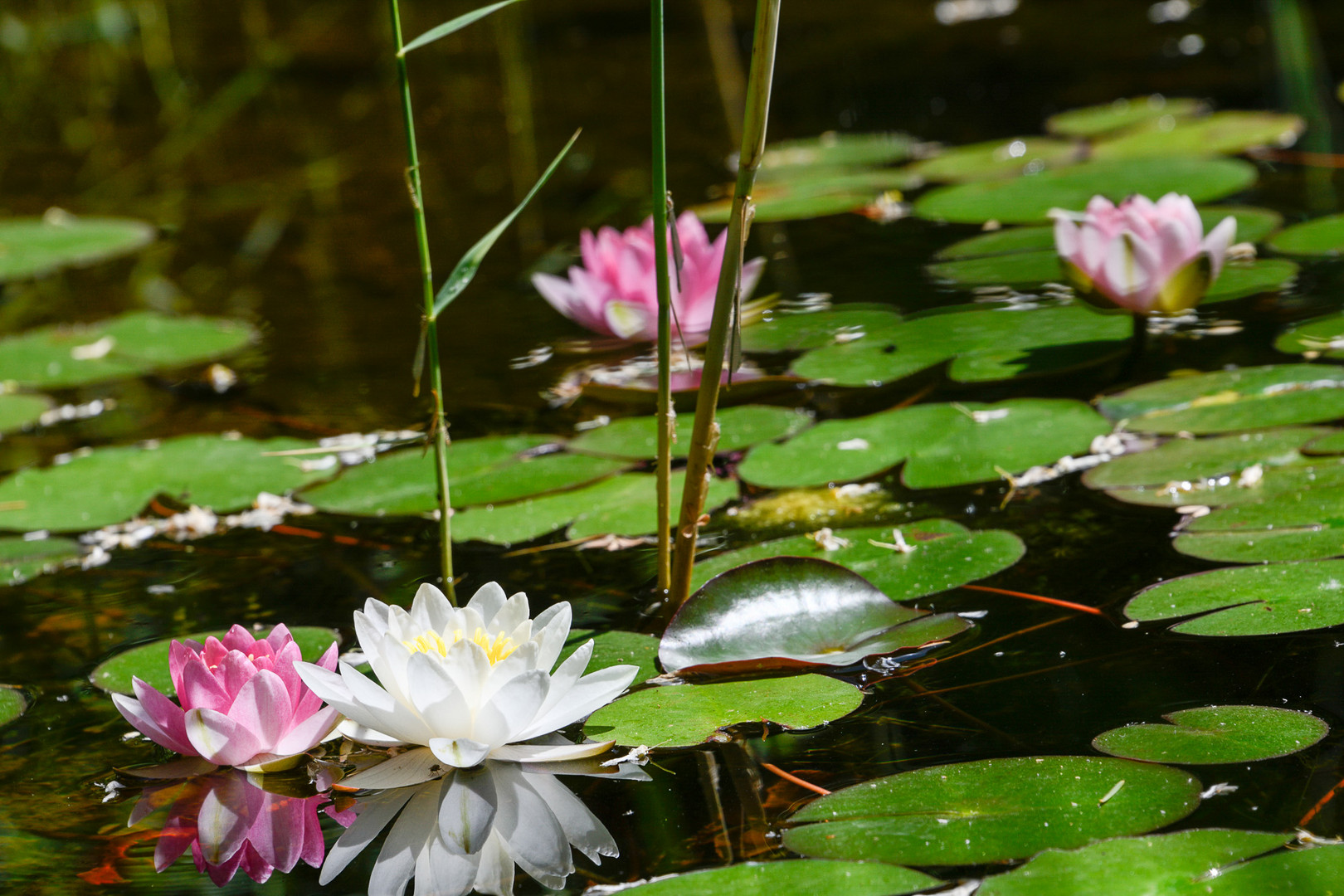 Teich mit Seerosen Foto & Bild schilf, teich, natur Bilder auf